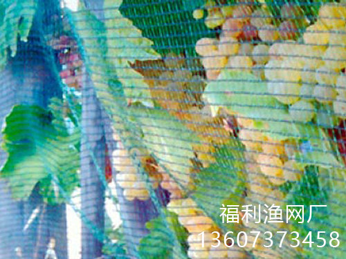 養(yǎng)殖網(wǎng)